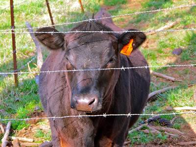 A cow is in the fence which is made of many barbed wires.